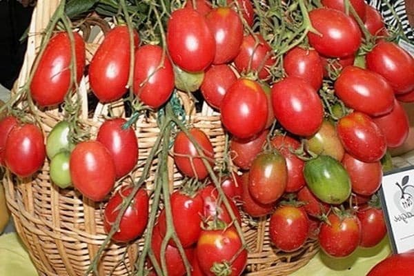 paradajka Bush