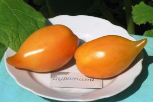 „Buratino“ pomidorų veislės aprašymas, jo savybės ir produktyvumas