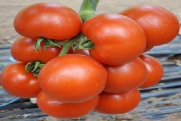 Čerstvá paradajka