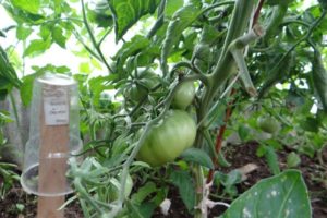 Opis odrody paradajok Cherokee, jej vlastnosti a výnos