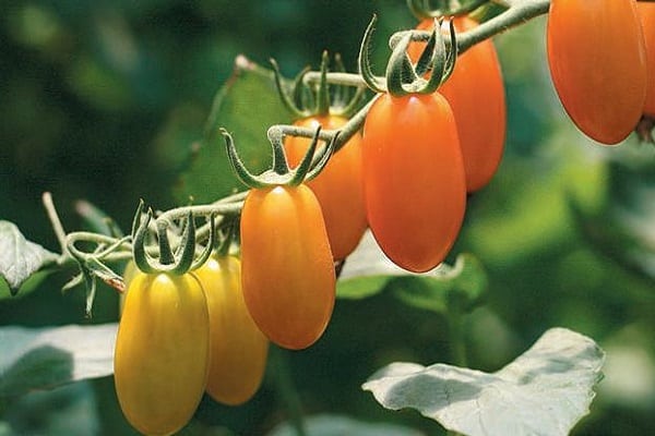 vegetatie voor tomaten