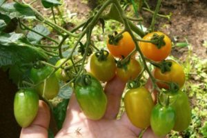 Kiraz Lisa domates çeşidinin tanımı, özellikleri ve verimliliği