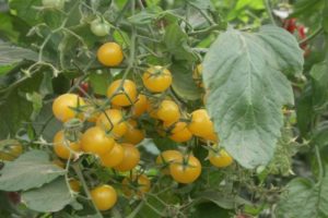 Descripció de la varietat de groc de tomàquet cherry, característiques de cultiu i cura