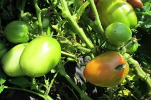 Opis dziewczęcych serc pomidora, cechy charakterystyczne i uprawa odmiany