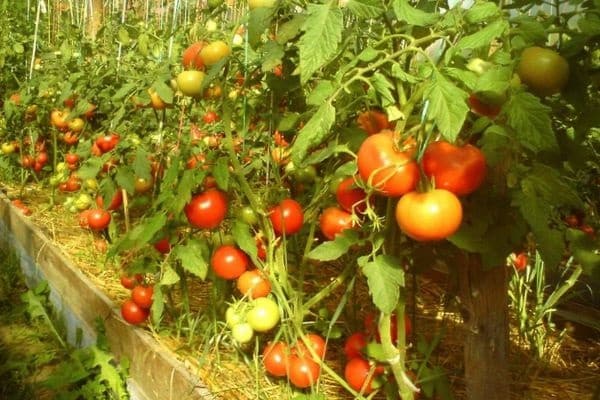Yenisei-tomaat
