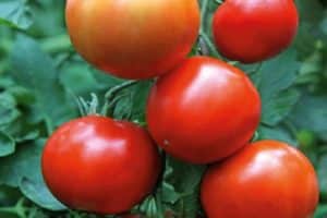Tomaattilajikkeen Yenisei f1 kuvaus, sen ominaisuudet ja sato