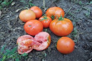 Ermak F1 domates çeşidinin tanımı, yetiştirme ve bakım özellikleri