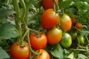 Pomidorų veislės vėliavos aprašymas, jos savybės ir produktyvumas