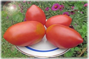 Descripción de la variedad de tomate King Penguin, sus características y productividad.