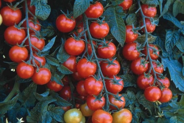 cultivation of tomatoes