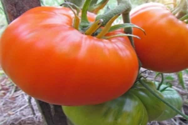tomaattimestari