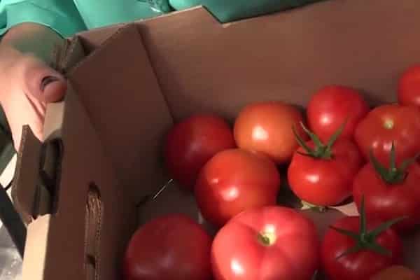 modning af tomater