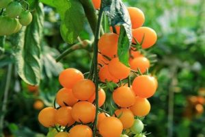 وصف صنف الطماطم غطاء البرتقال وخصائصه والمحصول
