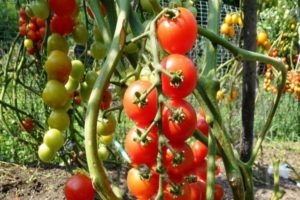 Descrizione della varietà di pomodoro Pomisolka, sue caratteristiche e resa