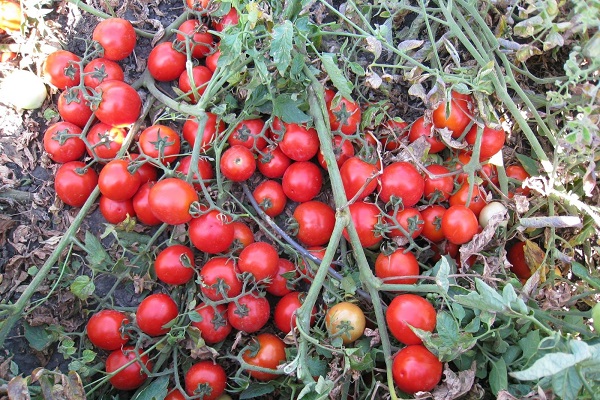 kypsyvä tomaatti