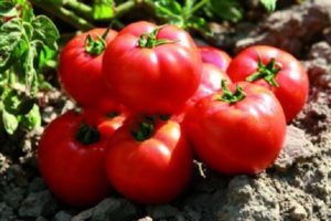 Opis odrody paradajok Sadik f1, znaky pestovania a úrody