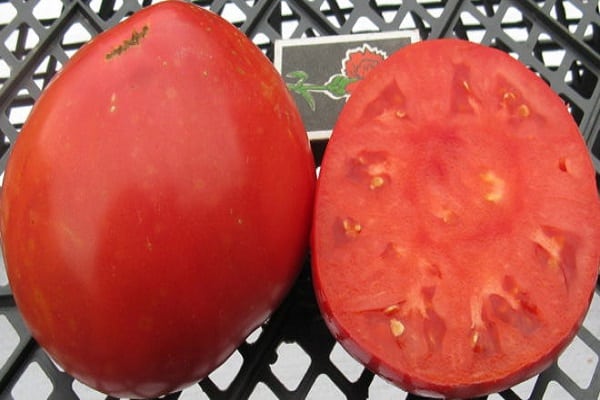 paradajky sú rovnaké