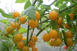 Opis odmiany pomidora Summer Sun, jej właściwości i plon
