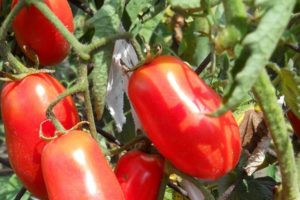 Opis odmiany pomidora Syberyjska niespodzianka, cechy uprawy i pielęgnacji