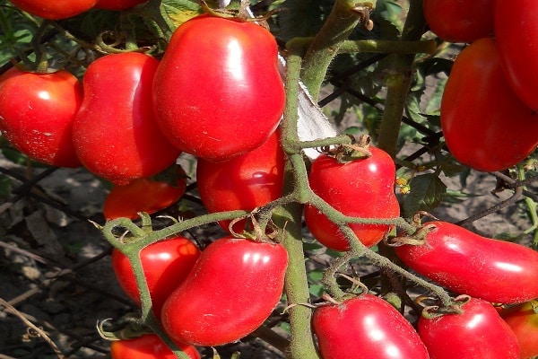 un tomate