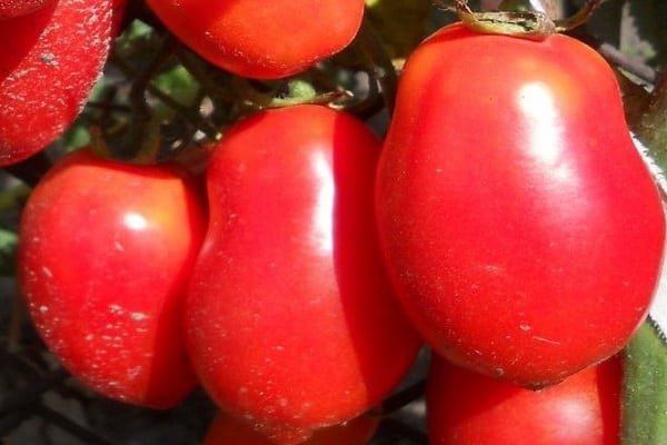 domates aroması