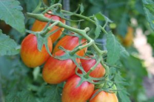 Descripción de la variedad de tomate Shy blush, características de cultivo y cuidado.