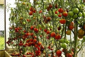 Beschreibung der Tomatensorte Trocknen, ihre Eigenschaften und Anbau