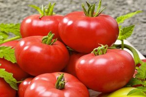 Popis odrůdy rajčat Swat f1, její vlastnosti a výnos