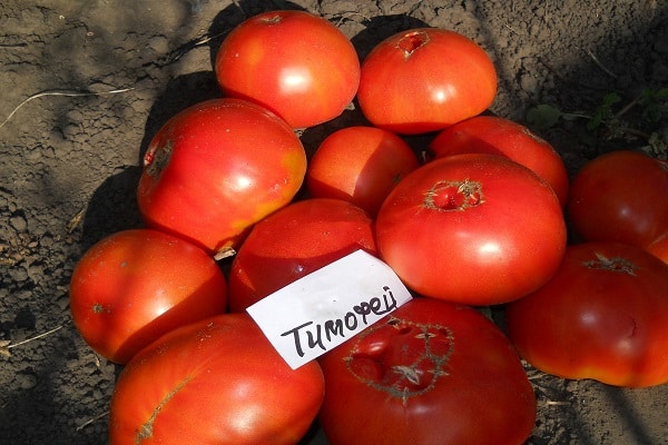 עגבניות טימוטי