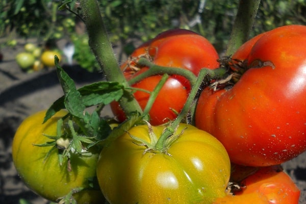 tomates dans le jardin