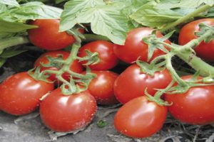 Beschrijving van de tomaat Trans Rio, kenmerken en teelt van het ras