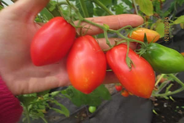 pomidorų transnova