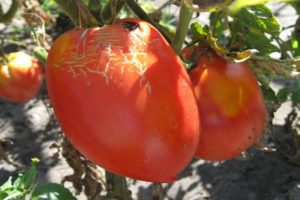 Opis nowej odmiany pomidora Trans, jej cechy i plon