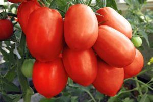 Description of the tomato variety Tsarevna Swan, its characteristics and productivity