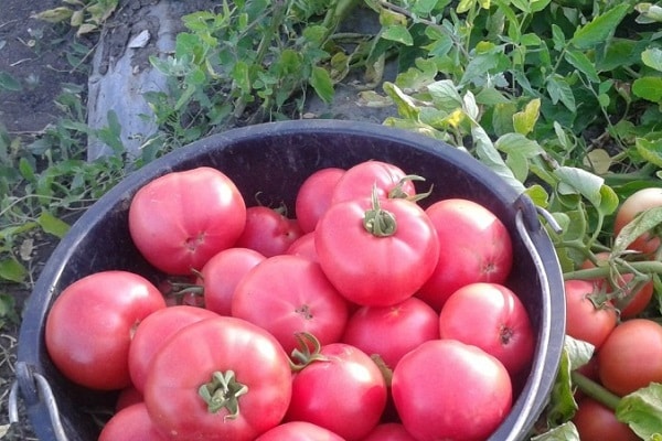 paradajková vermilion