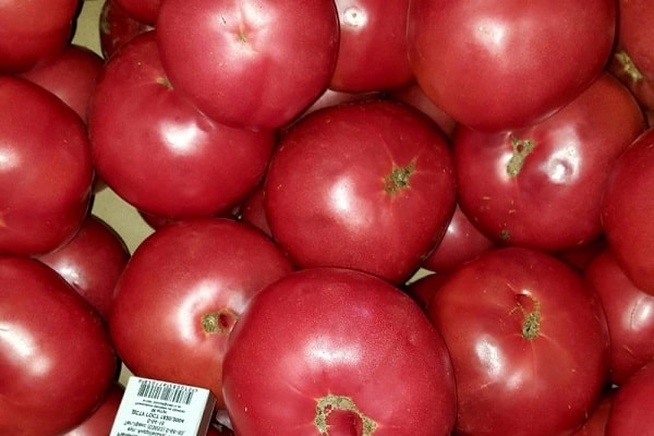 tomato werner