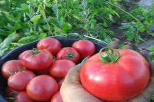 Opis odrody paradajok Werner, jej vlastnosti a výnos