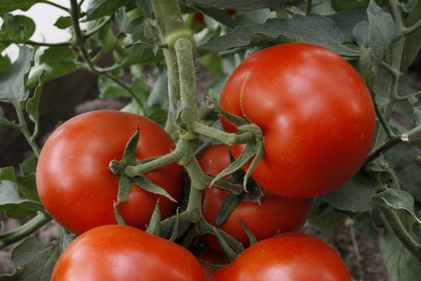 pomidorų vladimir