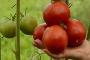 وصف ليبيتسك متنوعة من الطماطم والتفاح ، وميزات الزراعة والرعاية