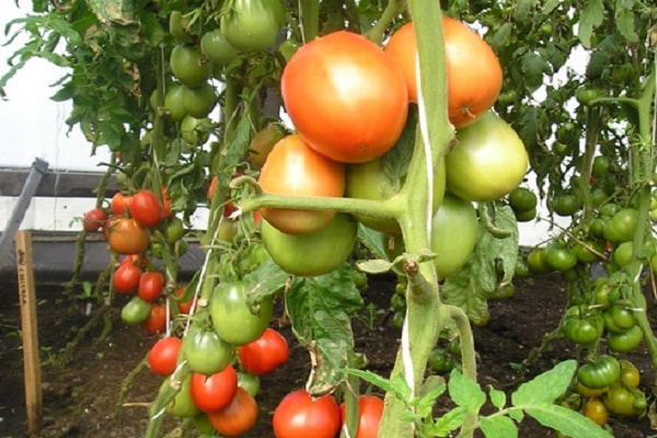Yula tomato