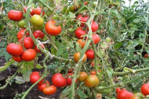 Description de la variété de tomate Yula, caractéristiques de culture et rendement