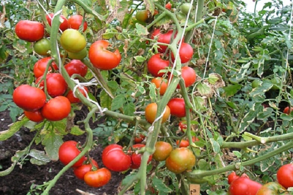 paradajka zaváha