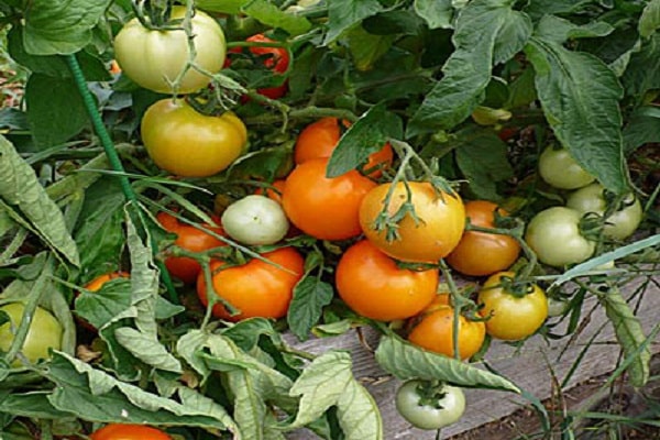 paradajkové rastliny