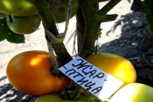 Beschreibung der Tomatensorte Firebird, Anbaueigenschaften und Ertrag