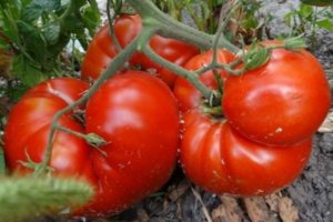 Beschreibung der Tomatensorte Hitze, Merkmale des Anbaus und Ertrag