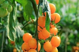 Beschrijving van de tomatenvariëteit Gele dop, zijn kenmerken en opbrengst
