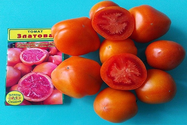 pomidor Zlatov