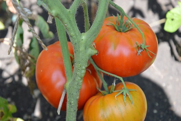 domates hastalıkları