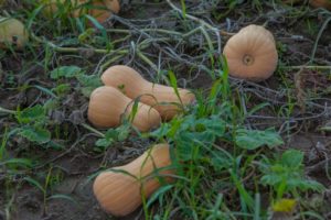 Description of the Matilda pumpkin variety, features of cultivation and care