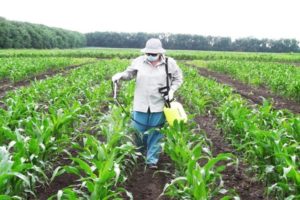 What fertilizers are best to feed or irrigate corn?